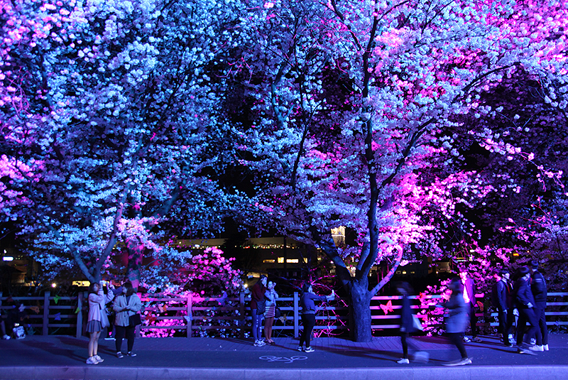 安東桜祭り