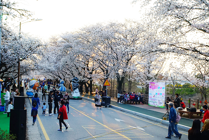 安東桜祭り