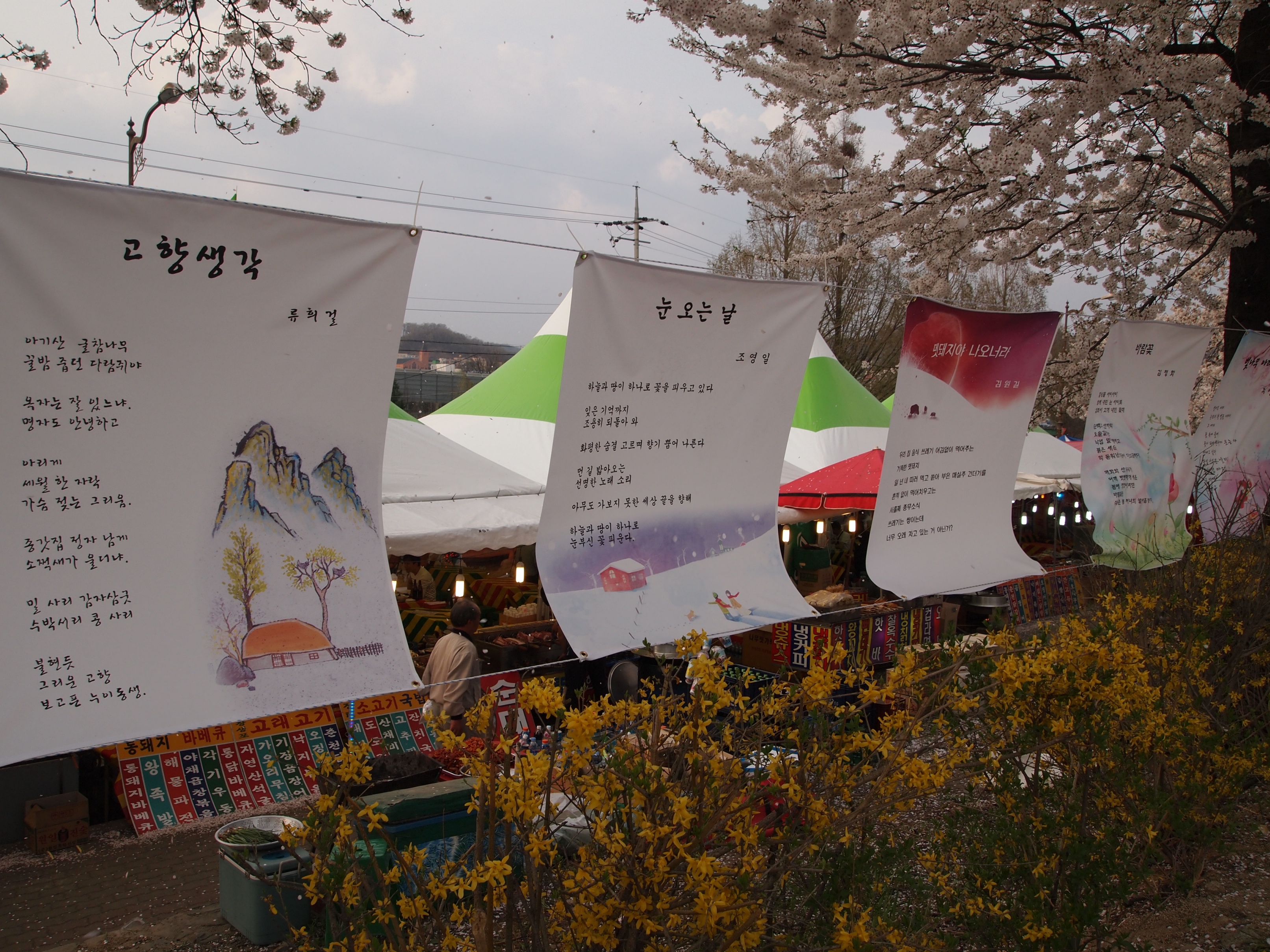 벚꽃, 열흘간의 행복