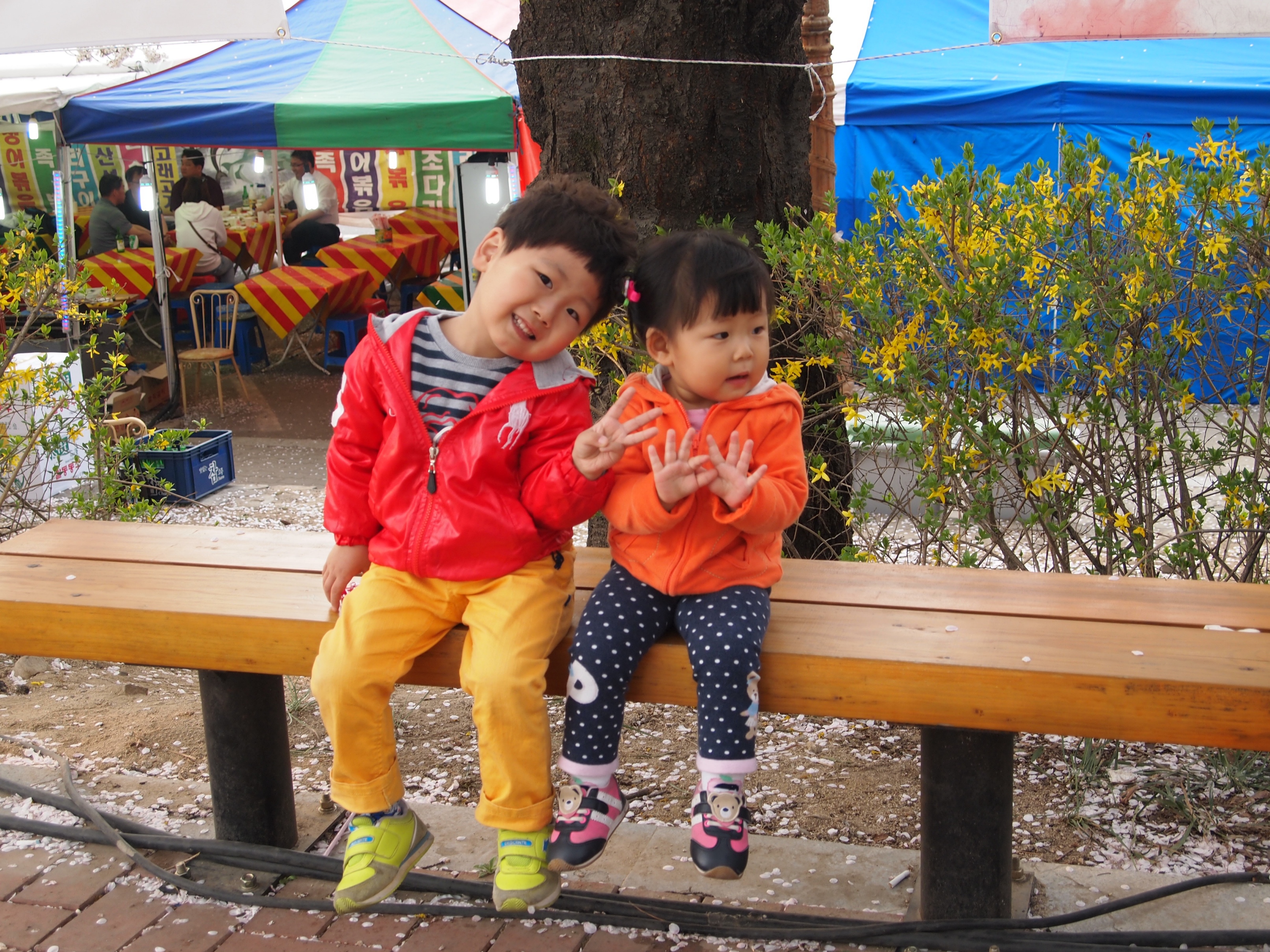 벚꽃, 열흘간의 행복