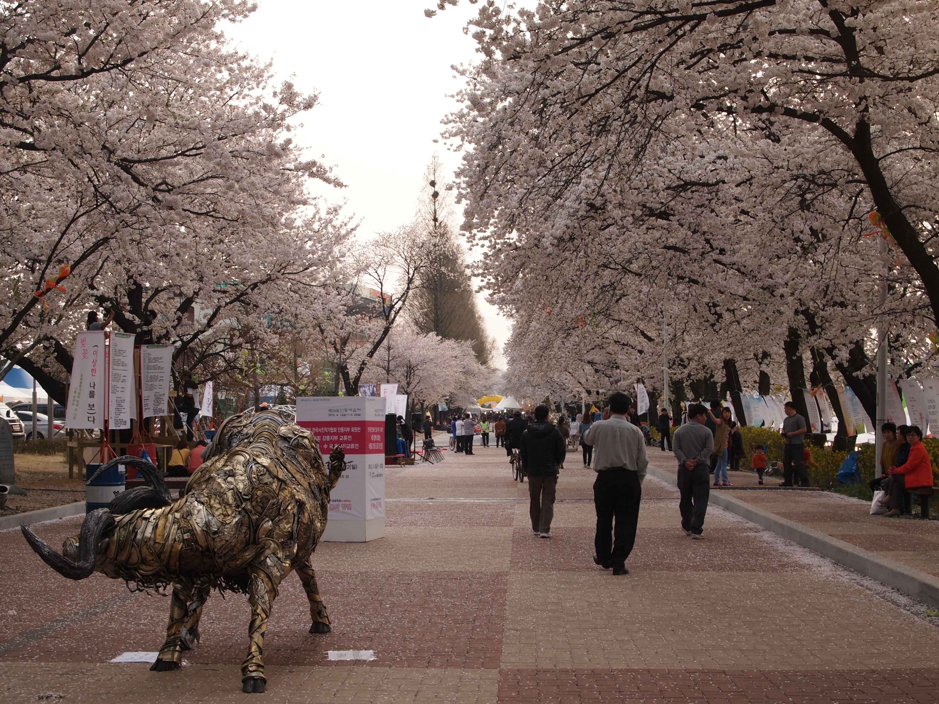 벚꽃, 열흘간의 행복