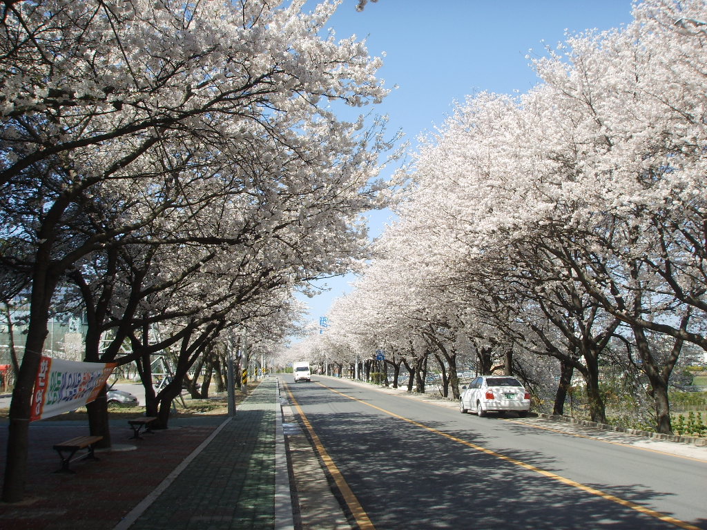 4월 12일 낙동강변 모습입니다. 첨부사진