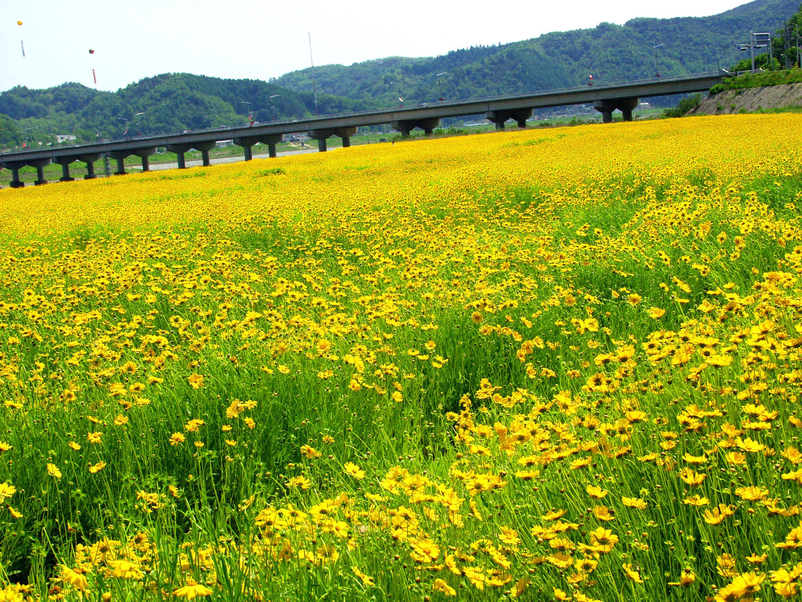 어가골 금계국 구경오세요~ 첨부사진