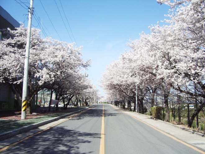 벚꽃, 닷새간의 행복