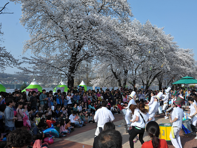 벚꽃, 닷새간의 행복