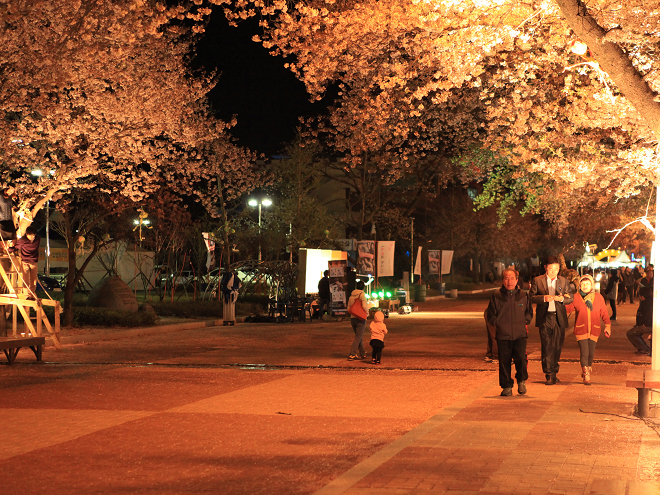 벚꽃, 닷새간의 행복