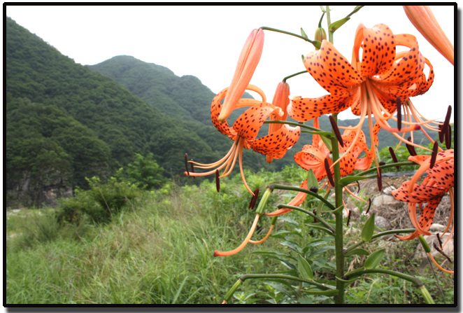 농암종택 가는길의 가송리 절경