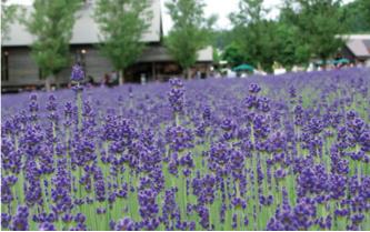 안동문화관광단지 "온뜨레피움" 개장 안내