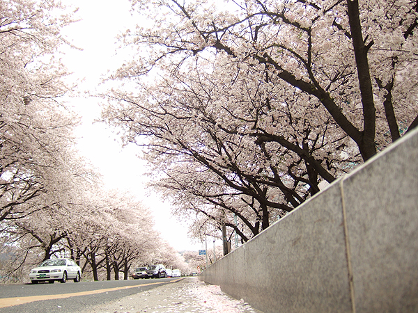 벚꽃이 만발! 강변으로 오세요~