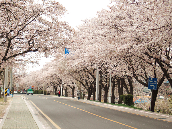 벚꽃이 만발! 강변으로 오세요~