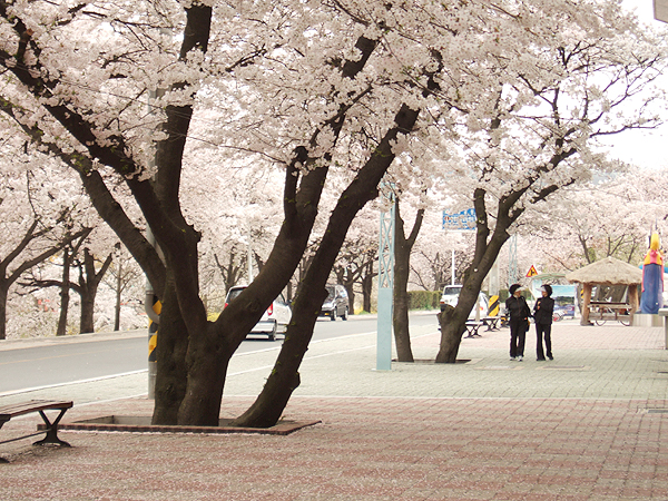 벚꽃이 만발! 강변으로 오세요~
