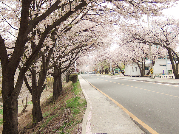 벚꽃이 만발! 강변으로 오세요~