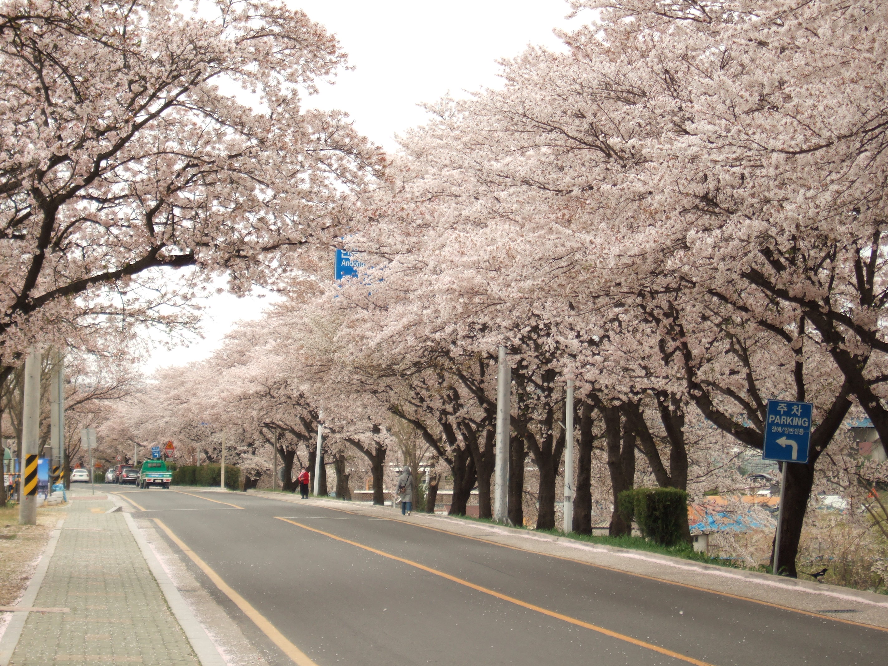 벚꽃축제 안내~