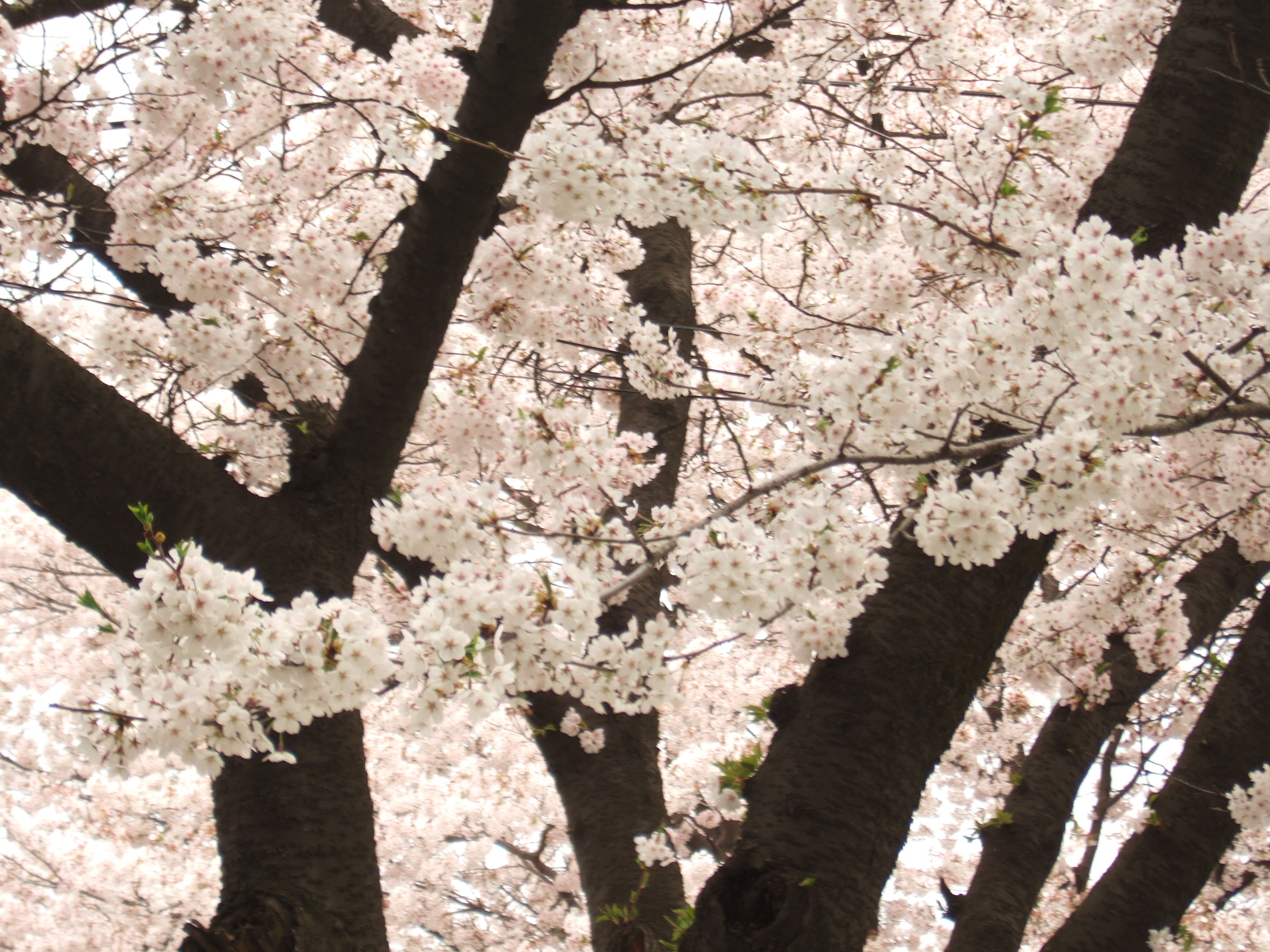 벚꽃축제 안내~